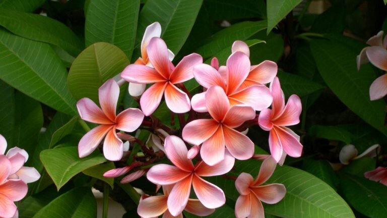 Qué Características Tiene La Casa Flor De Mayo Y Dónde Se Ubica 12 que caracteristicas tiene la casa flor de mayo y donde se ubica